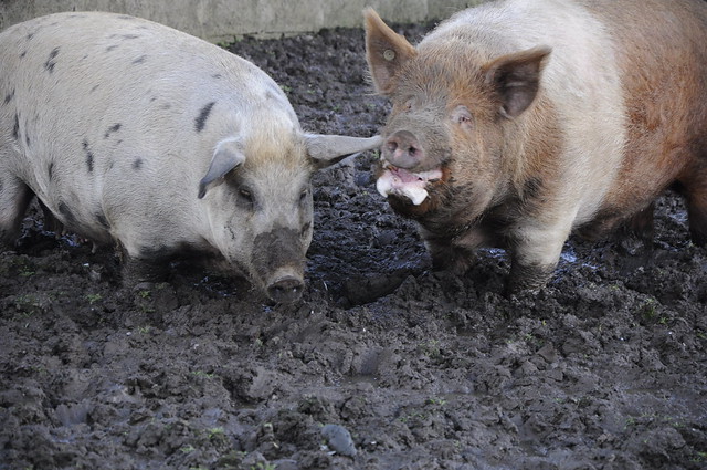 Tratar dos porcos foi uma das obrigações do trabalho na fazenda. Foto de Leonardo Dupin.