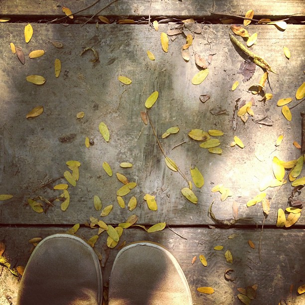 Scattered #perfectfallday #fromwhereistand #leaves