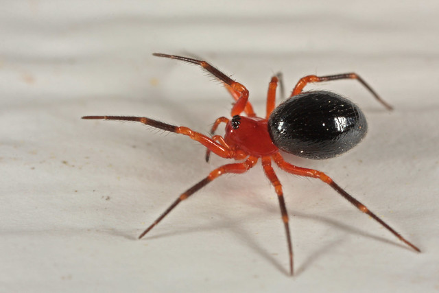 Dwarf Spider