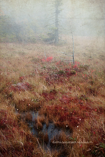 Bog in Autumn