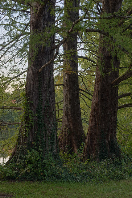 Shaw Nature Reserve (Arboretum), in Gray Summit, Missouri, USA - Three cypress trees