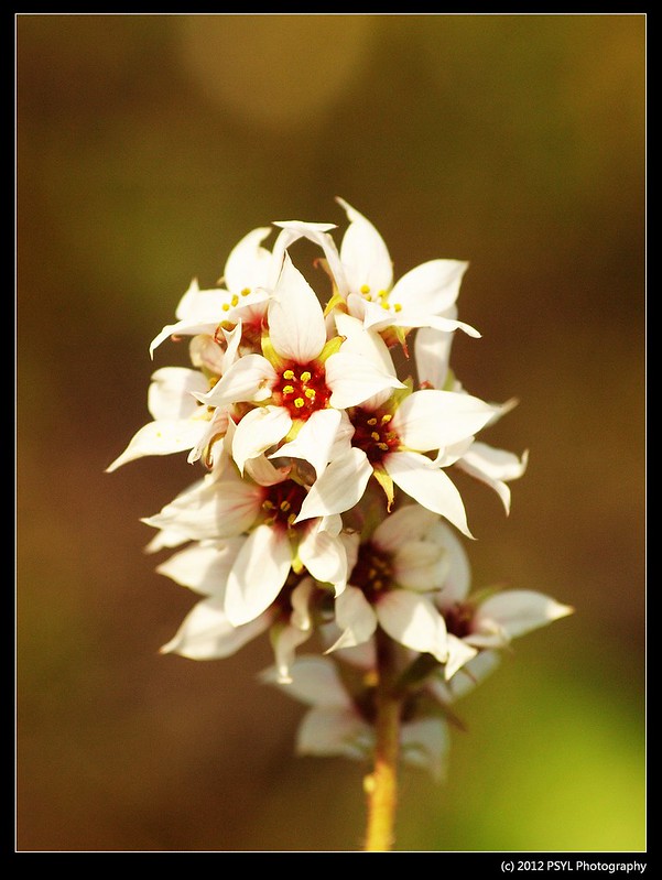 Bearflower (Boykinia richardsonii)