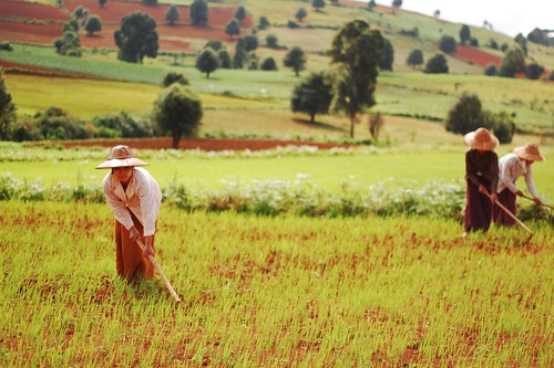 Farmers in  Myanmar