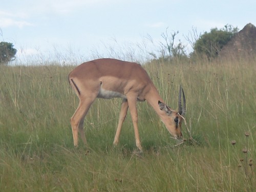 Impala. Oribi Gorge Game Reserve, Kwazulu Natal, South Africa
