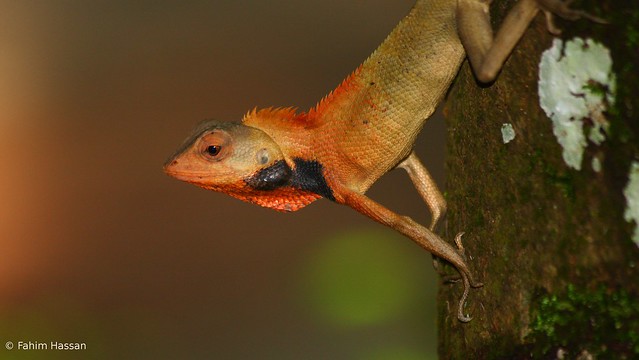 commmon garden lizard 2