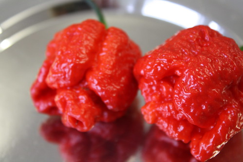 Hottest Chilli in the world?