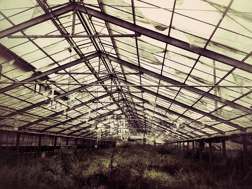 An abandoned greenhouse