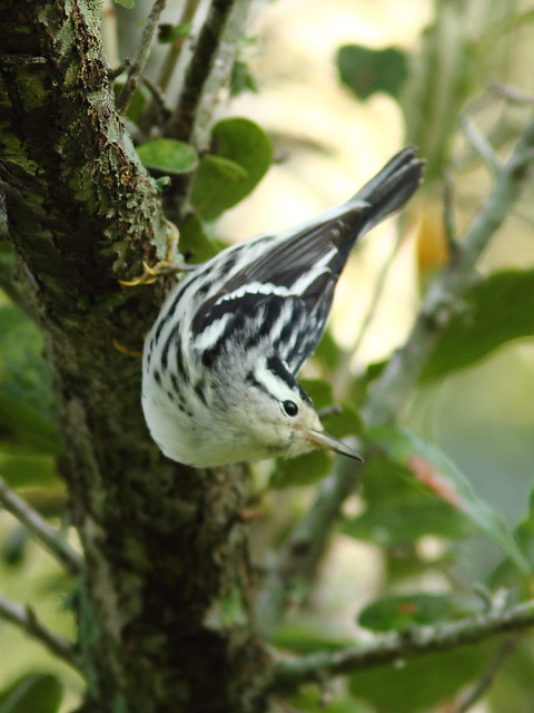 Black-and-white Warbler 20120924