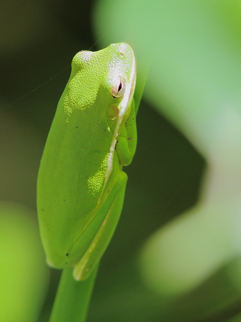 Green Tree Frog 2-20120930