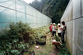 在生態園外牆畔清理臺灣鳶尾中的雜草的解說員們
