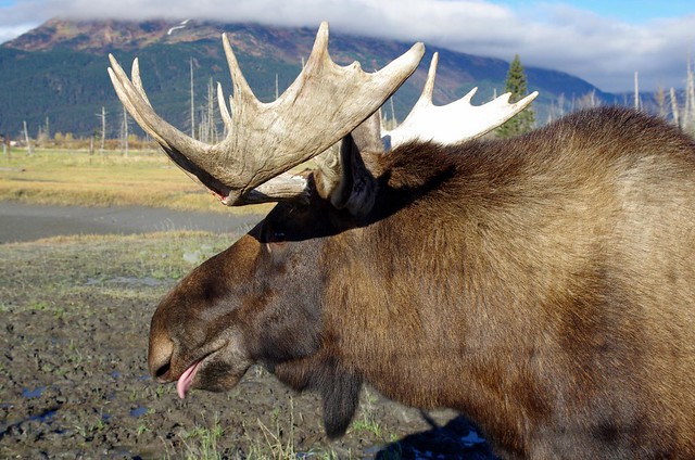 Moose - Alaska Wildlife Conservation Center near Anchorage