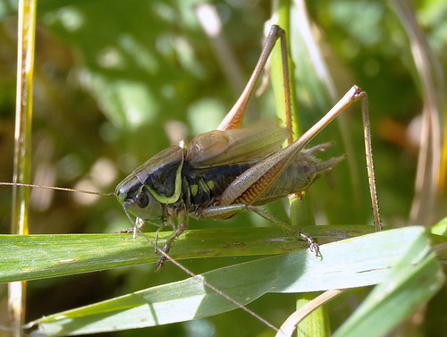 Roesel's Bush Cricket by tomp77
