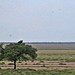 Etosha National Park impressions, Namibia - IMG_3068_CR2_v1