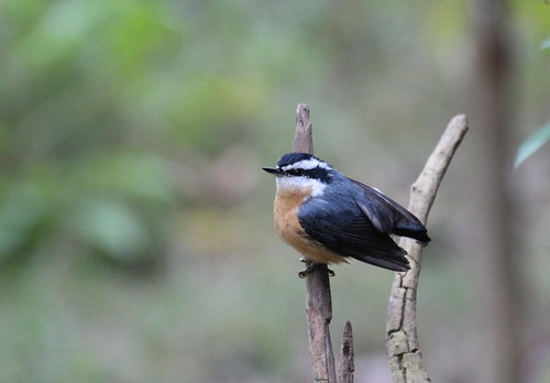 Red breasted nuthatch by ricmcarthur