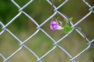 Chain Link and Morning Glory