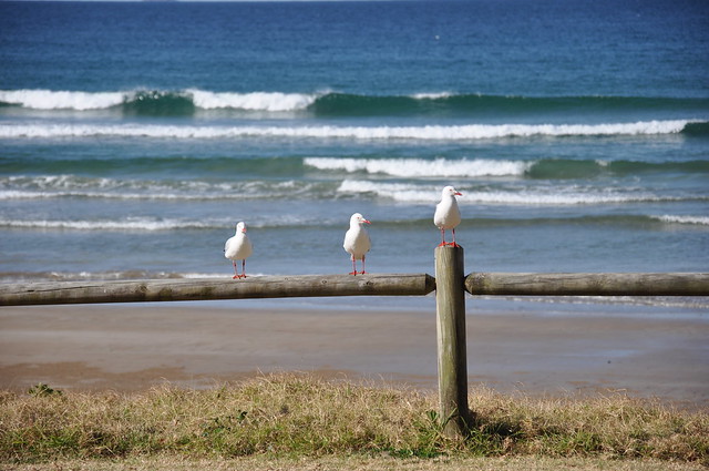 Seagulls on a bench