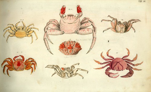 001-Â Versuch einer Naturgeschichte der Krabben und Krebse- 1790- Johann Friedrich Wilhelm Herbst- Humboldt University