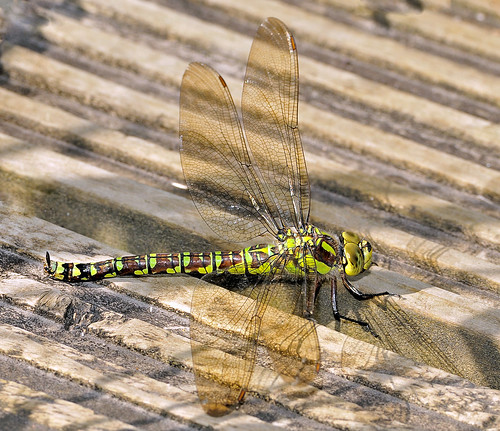 Southern Hawker by Andy Pritchard - Barrowford