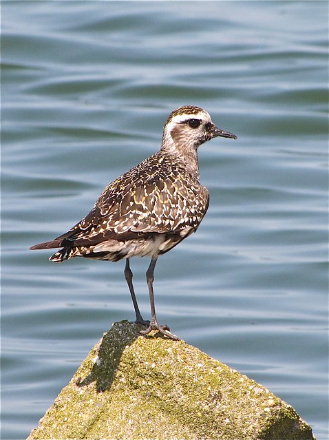 American Golden-plover at Gridley Wastewater Treatment Ponds in McLean County, IL 87