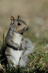 Squirrel_40142.jpg by Mully410 * Images