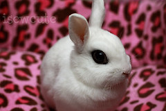 darling bunny Yuki surrounded by pink leopard spots cute rabbit photo by isewcute by isewcute