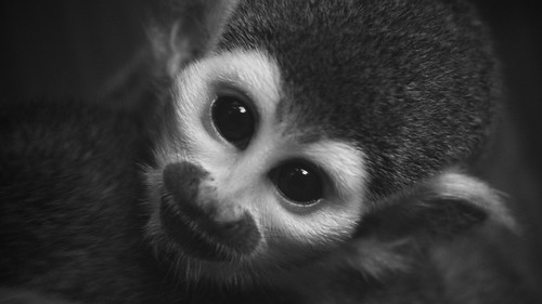young squirrel monkey by MandoBarista