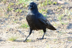 Ravens, Crows,  Magpies, Butcherbird's, Choughs & 