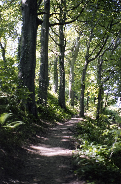 A path through a wood in sunlight