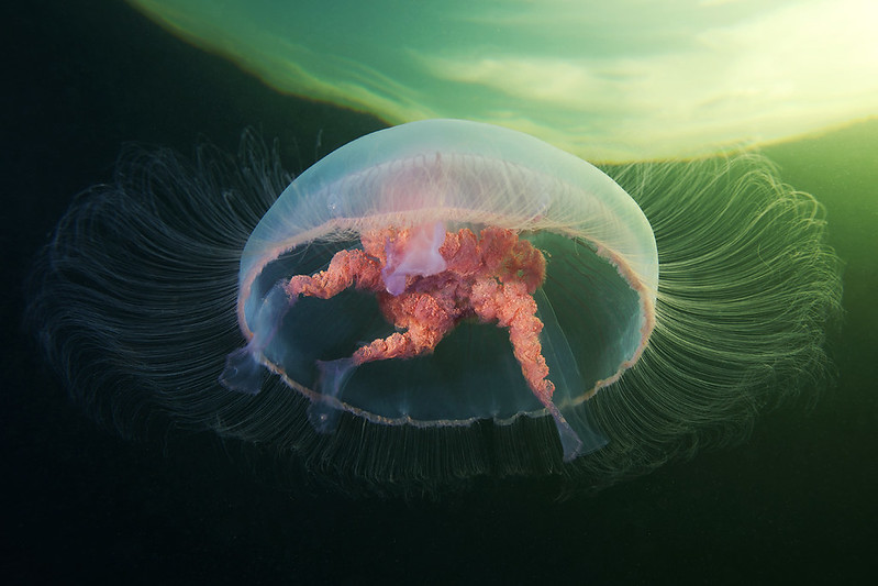 Picture of the Day: Moon Jelly