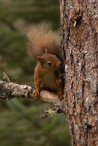 Red Squirrel 5