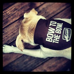 Zeus #reviewing #merrick #foodrevolution #bowtothebowl #happydog #dogfood #dogstagram #dogsofinstagram #instadog #petstagram #review #mutt #bigdog #deck