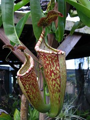 Nepenthaceae (Tropical Pitcher Plant family)