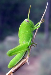 Insecta: Orthoptera