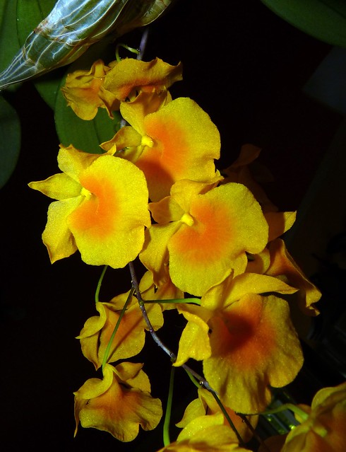 Dendrobium aggregatum species orchid, this plant's 1st bloom 8-12, photo taken 9-12*