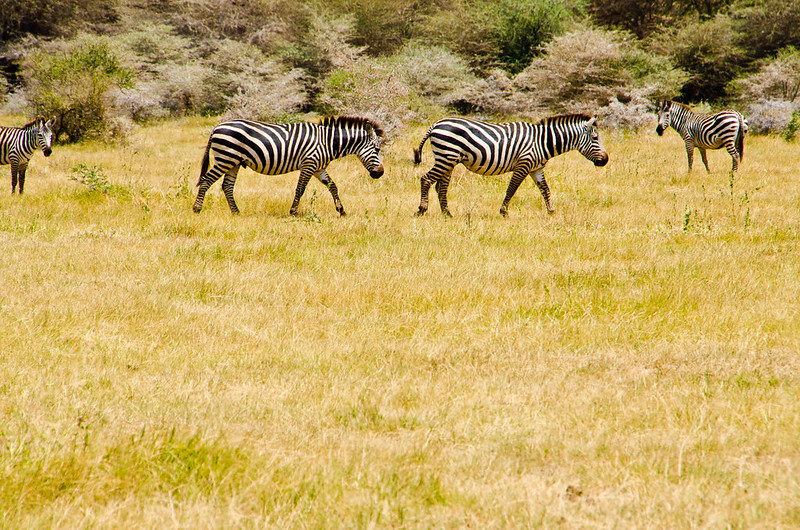 zebras in Lake Manyara