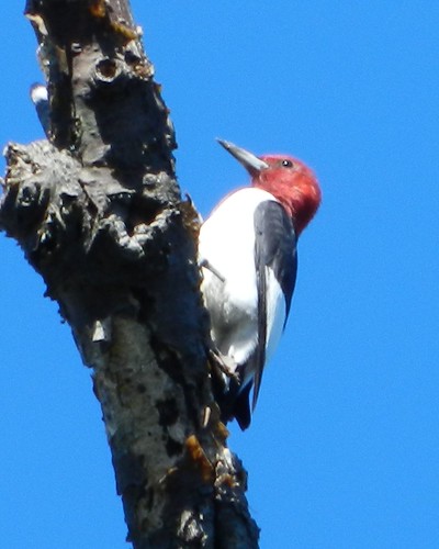 Far Red-headed Woodpecker