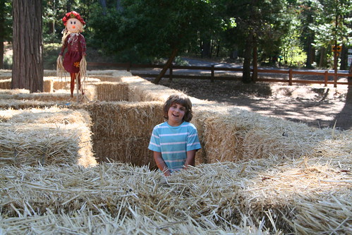 Lucas, a Little Tall for the Hay Maze