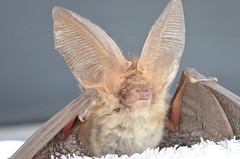 brown long eared bat (deceased)