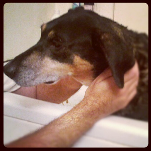 Tut's turn #unhappy #hound #dogs #bath #mutt #rescue #dogstagram