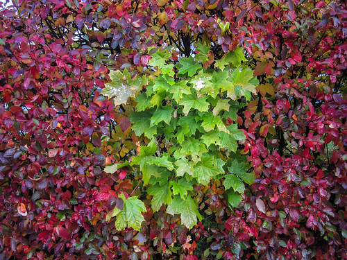 Autumn colour spot