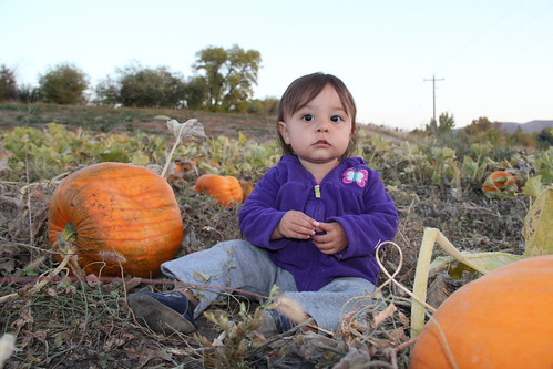 Jovie baby girl in the pumpkins 13