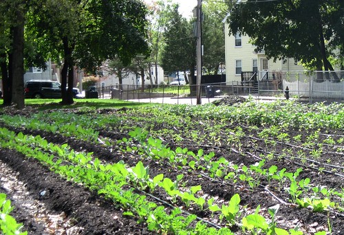 Tucker St Urban Farm, managed by ReVision (c2012 FK Benfield)