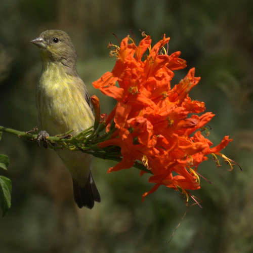 Finch on a flower