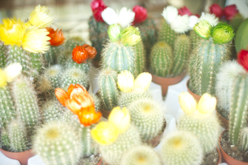 baby_cactus_flowers_spain