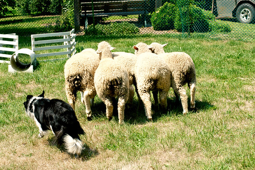 Sheep herding demo.