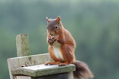 Yorkshire Dales Red Squirrels