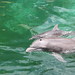 Dolphin With Baby #2