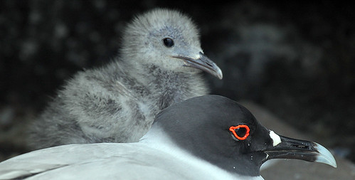 Swallow-tailed Gull and Chick 2