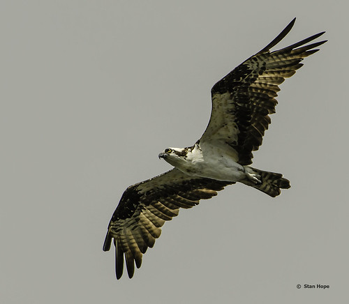 Lake Istokpoga - Osprey Flying