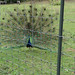 Peacock posted by eedrummer to Flickr